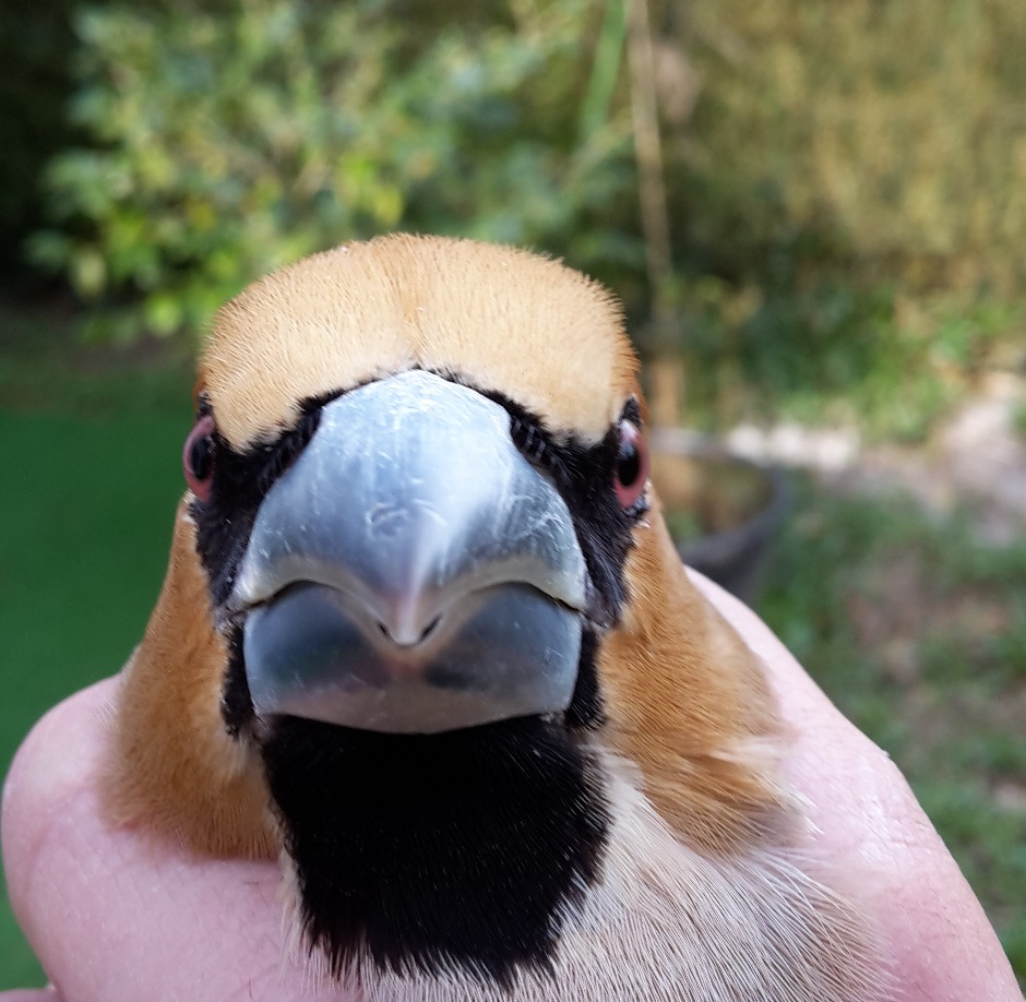 Oiseau Du Mois Le Grosbec Casse Noyaux Cowb