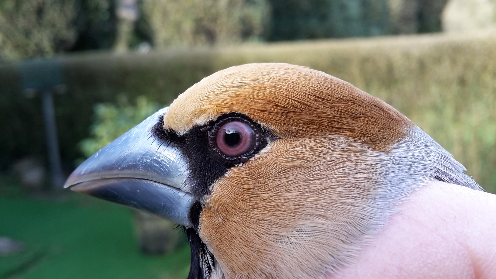 Oiseau Du Mois Le Grosbec Casse Noyaux Cowb